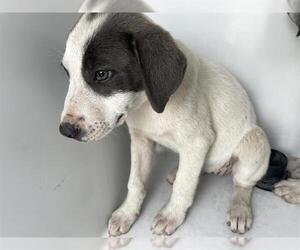 Labrador Retriever-Unknown Mix Dogs for adoption in Houston, TX, USA