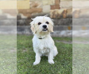 Mutt Dogs for adoption in PIPE CREEK, TX, USA