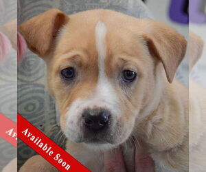 American Staffordshire Terrier-Boxer Mix Dogs for adoption in Huntley, IL, USA