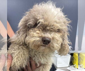 Mutt Dogs for adoption in Washington, DC, USA