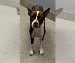 American Pit Bull Terrier-Unknown Mix Dogs for adoption in Las Vegas, NV, USA