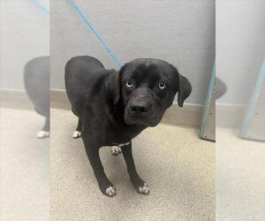 Labrador Retriever-Unknown Mix Dogs for adoption in Las Vegas, NV, USA