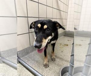 Labrador Retriever-Unknown Mix Dogs for adoption in Pasadena, TX, USA