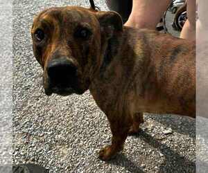 Mutt Dogs for adoption in Evansville, IN, USA