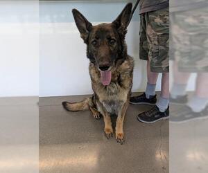 German Shepherd Dog Dogs for adoption in San Martin, CA, USA