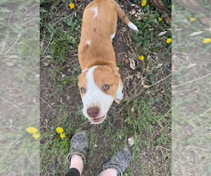 Mutt Dogs for adoption in Fort Collins, CO, USA