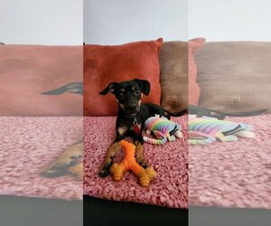 Miniature Pinscher Dogs for adoption in Phoenix, AZ, USA