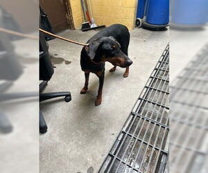 Doberman Pinscher Dogs for adoption in Stockton, CA, USA