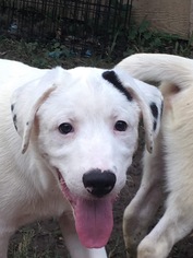 Small American Staffordshire Terrier-Great Pyrenees Mix