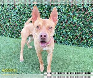 American Pit Bull Terrier Dogs for adoption in West Palm Beach, FL, USA