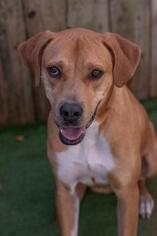American Bandogge Dogs for adoption in Inverness, FL, USA