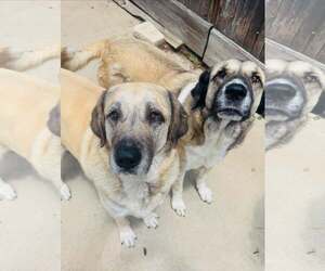 Anatolian Shepherd Dogs for adoption in Houston, TX, USA