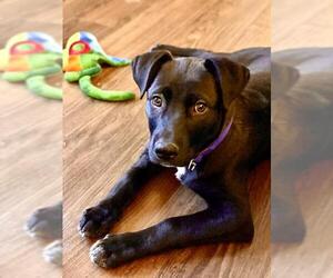 Medium Photo #1 Labrador Retriever Puppy For Sale in Redmond, WA, USA
