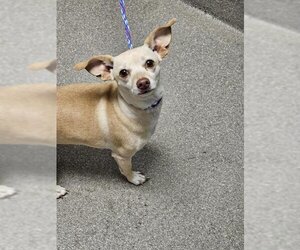 Chihuahua-Unknown Mix Dogs for adoption in Las Vegas, NV, USA