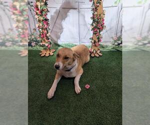 Labrador Retriever-Unknown Mix Dogs for adoption in Globe, AZ, USA