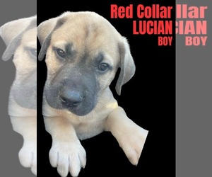 Anatolian Shepherd-Rhodesian Ridgeback Mix Dogs for adoption in Higley, AZ, USA