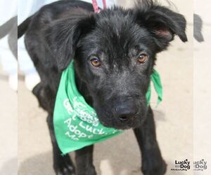 Mutt Dogs for adoption in Washington, DC, USA