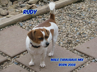 Medium Photo #1 Chihuahua-Unknown Mix Puppy For Sale in Huddleston, VA, USA