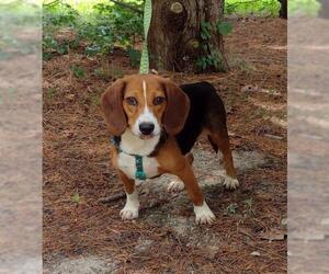 Beagle Dogs for adoption in Social Circle, GA, USA