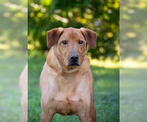 Chow Chow-Labrador Retriever Mix Dogs for adoption in Derwood, MD, USA