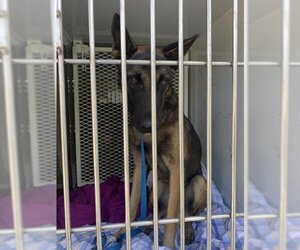 Mutt Dogs for adoption in Bakersfield, CA, USA