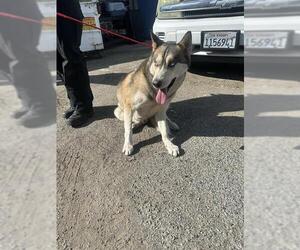 - Mix Dogs for adoption in Burbank, CA, USA