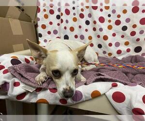 Chihuahua Dogs for adoption in Modesto, CA, USA