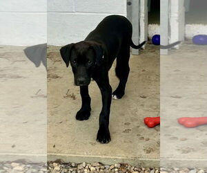Labrador Retriever-Unknown Mix Dogs for adoption in Sterling, MA, USA
