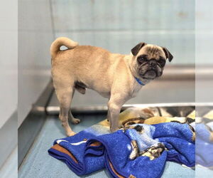 Pug Dogs for adoption in Long Beach, CA, USA