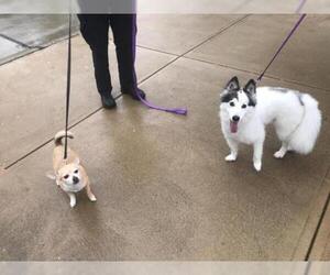 Chihuahua Dogs for adoption in Strongsville, OH, USA