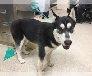 Siberian Husky Dogs for adoption in Riverside, CA, USA