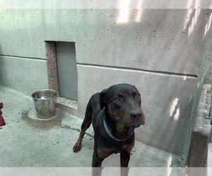 Labrador Retriever Dogs for adoption in Pasadena, CA, USA