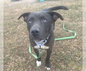 American Pit Bull Terrier-Unknown Mix Dogs for adoption in Ocala, FL, USA