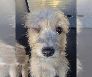 Miniature Schnauzer-Unknown Mix Dogs for adoption in San Antonio, TX, USA