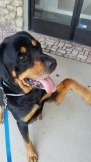 Rottweiler Dogs for adoption in Dana Point, CA, USA