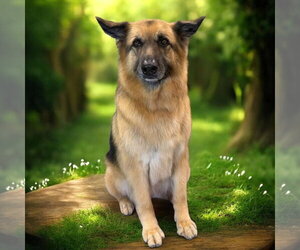 Medium Photo #18 German Shepherd Dog Puppy For Sale in Fargo, ND, USA