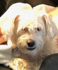 Shih Tzu Dogs for adoption in Carmichael, CA, USA
