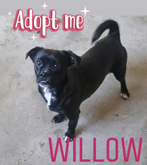 Chug Dogs for adoption in Nashville, TN, USA