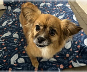 Papillon-Unknown Mix Dogs for adoption in Olathe, KS, USA