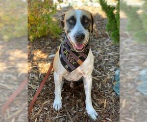 Catahoula Leopard Dog-Unknown Mix Dogs for adoption in Jackson, CA, USA