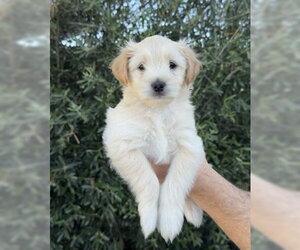 Maltese-Unknown Mix Dogs for adoption in Corona, CA, USA