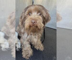 Mutt Dogs for adoption in San Antonio, TX, USA