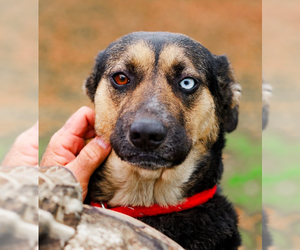 Mutt Dogs for adoption in Sparta, TN, USA