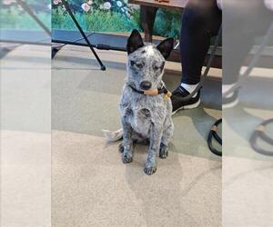 Mutt Dogs for adoption in Upland, CA, USA