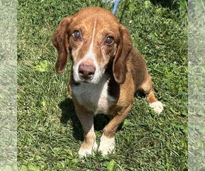 Bagle Hound Dogs for adoption in Batavia, OH, USA