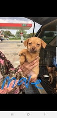 Chiranian Dogs for adoption in Newark, DE, USA