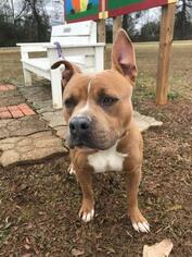 American Pit Bull Terrier-Unknown Mix Dogs for adoption in Winchester, TN, USA
