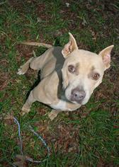 American Pit Bull Terrier Dogs for adoption in Hankamer, TX, USA