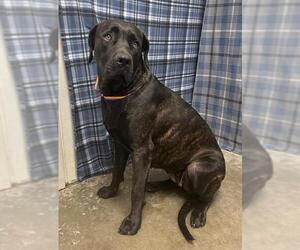 Mutt Dogs for adoption in Rosenberg, TX, USA