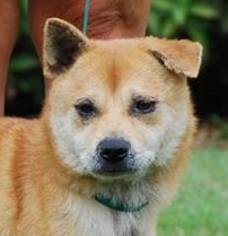 Shiba Inu-Unknown Mix Dogs for adoption in Chesapeake City, MD, USA